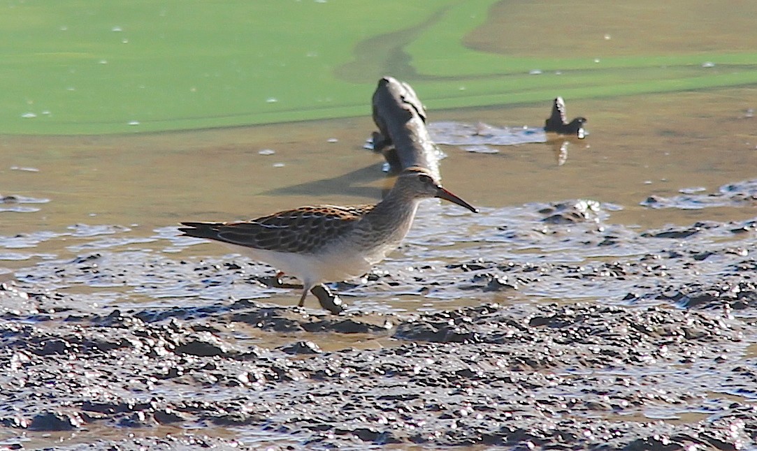 Graubrust-Strandläufer - ML141907361