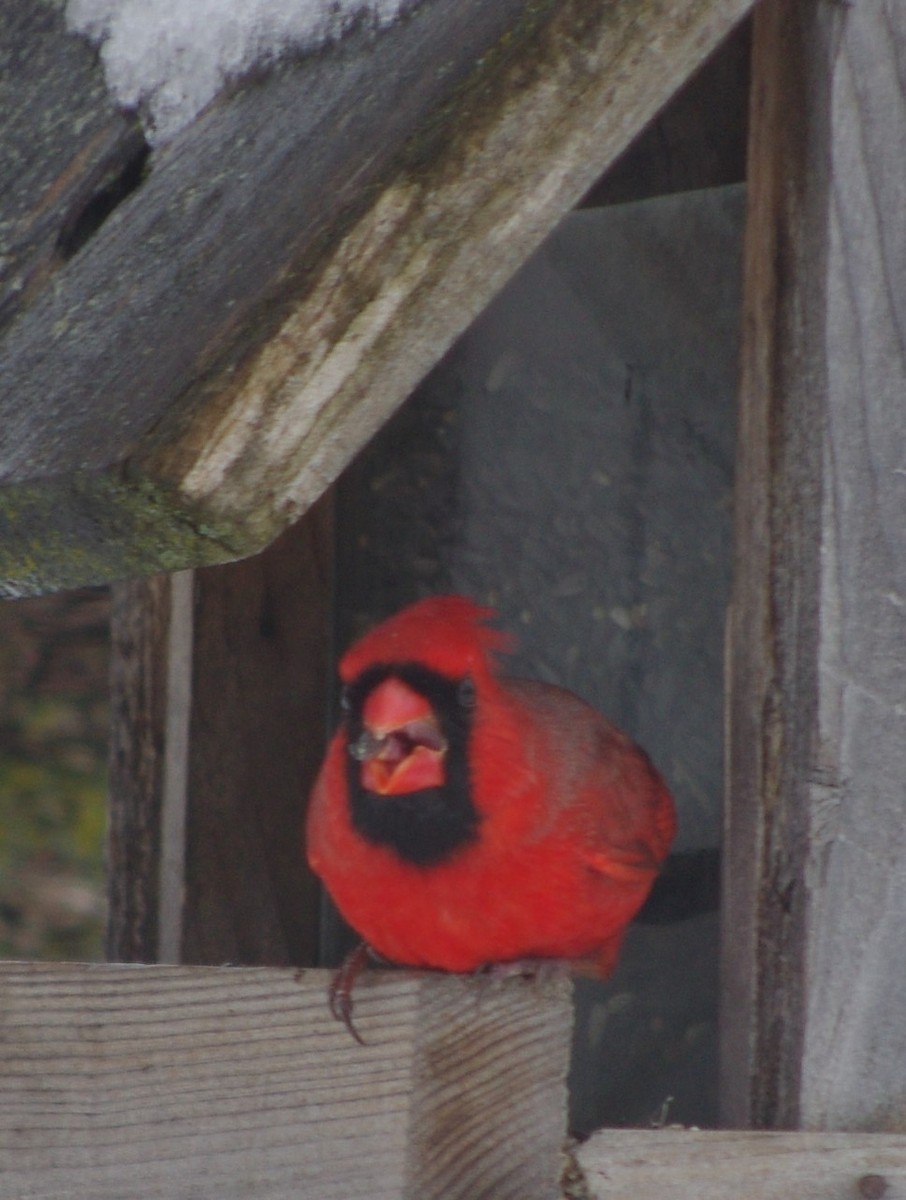 Cardinal rouge - ML141907421