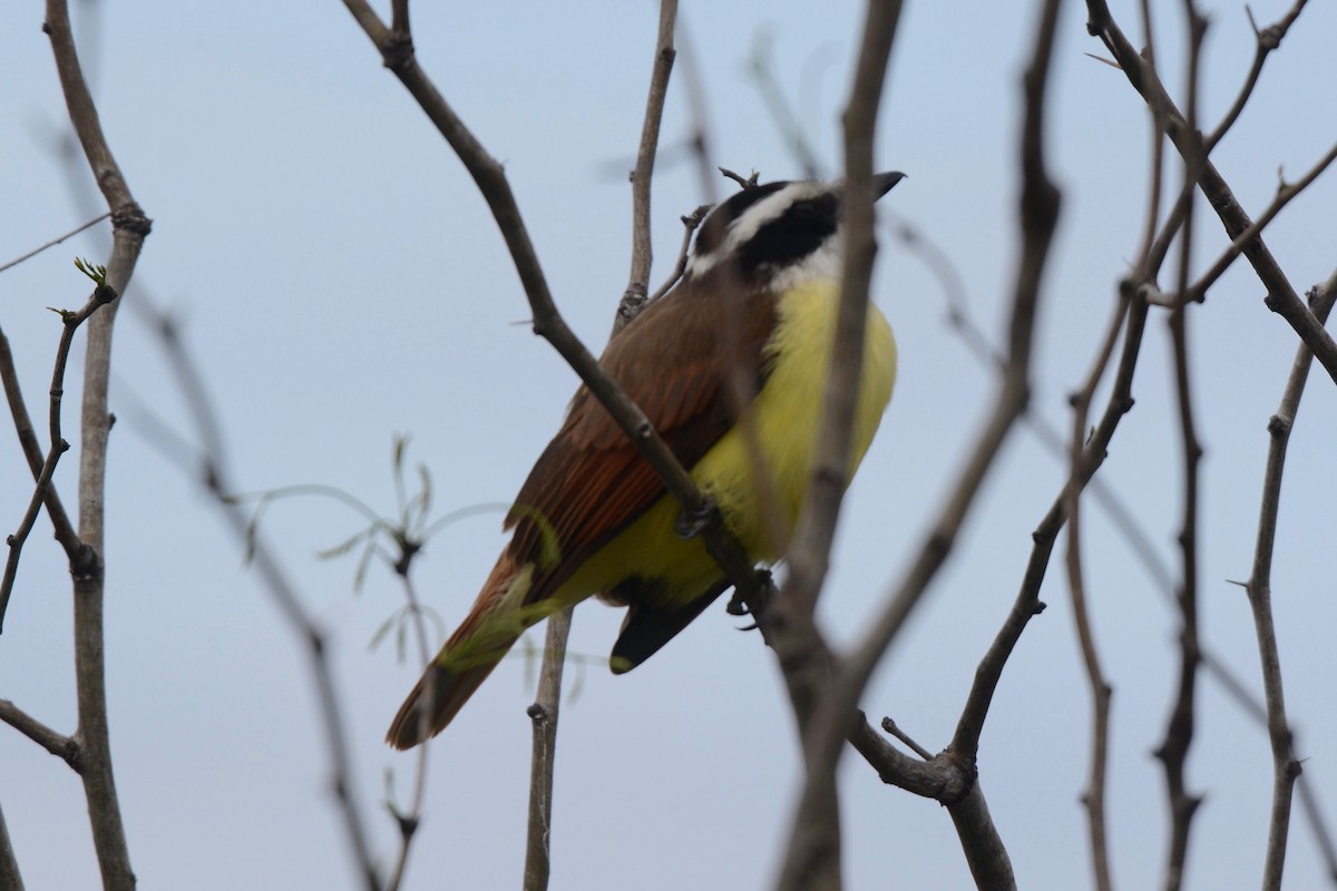 Great Kiskadee - John S Powell