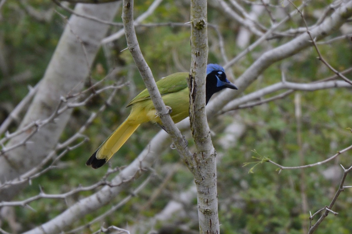 Green Jay - ML141907551