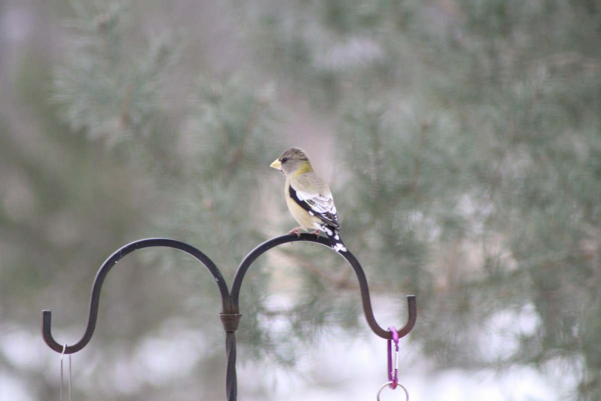 Evening Grosbeak - ML141907561