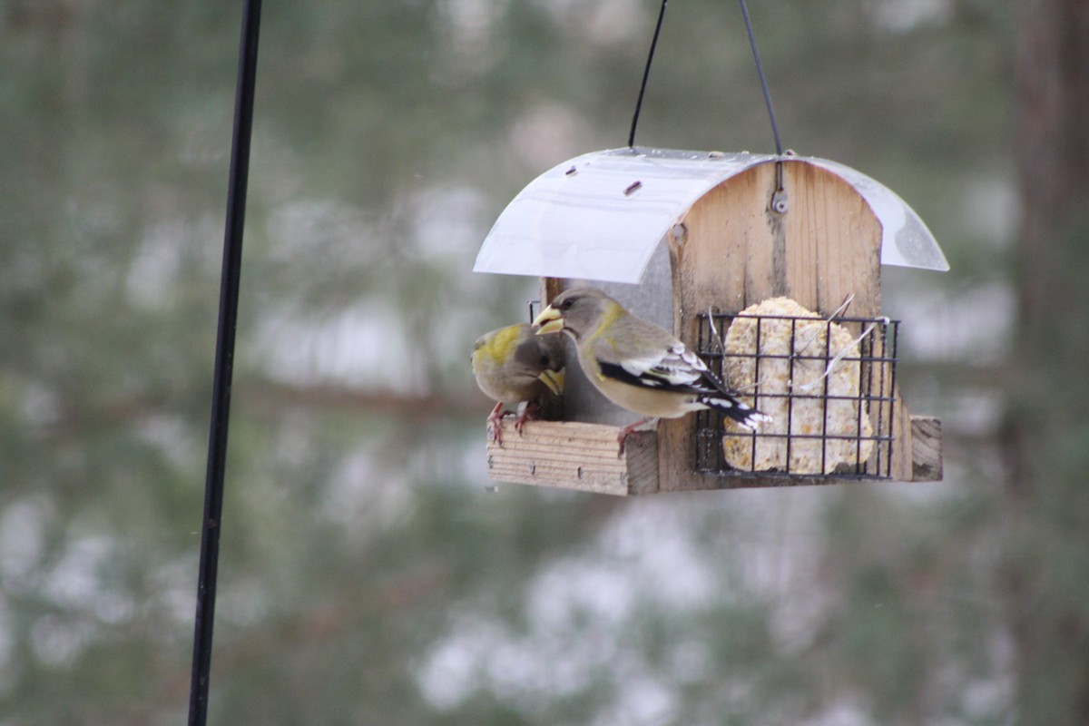 Evening Grosbeak - ML141907611