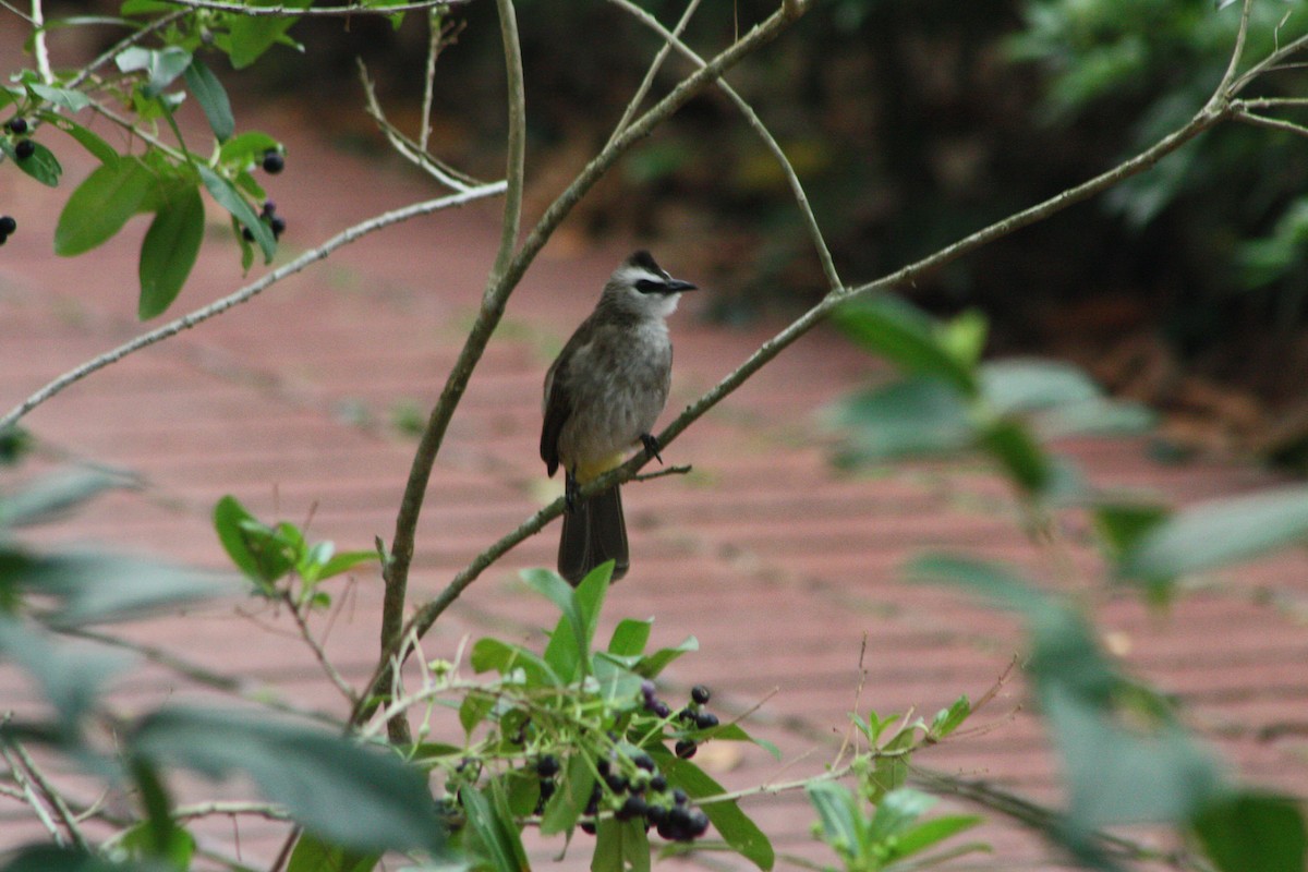 Yellow-vented Bulbul - ML141907661