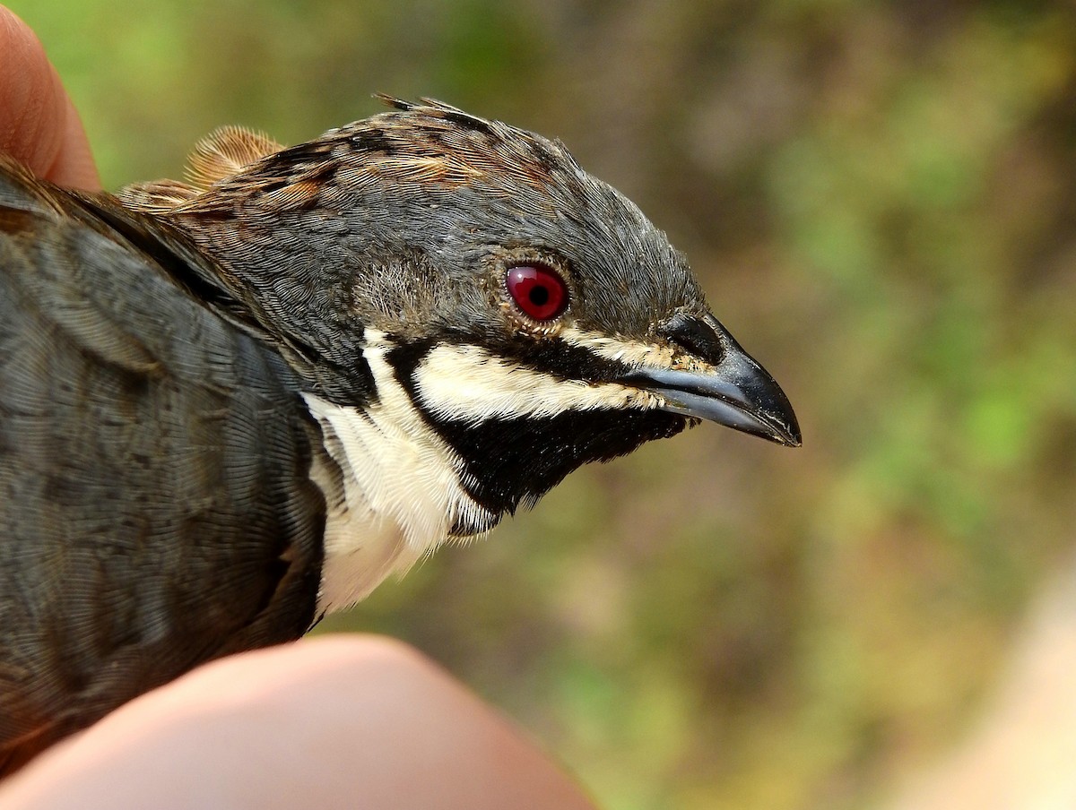 Blue-breasted Quail - ML141907711