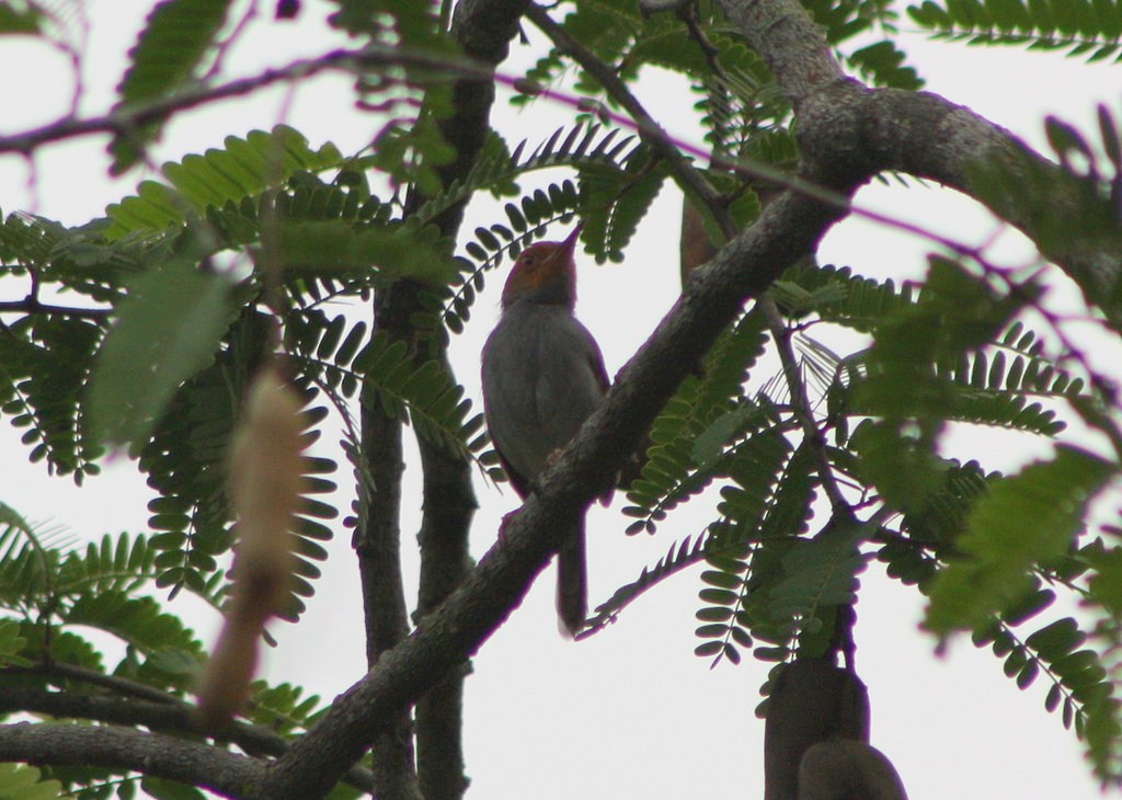 Ashy Tailorbird - ML141908161