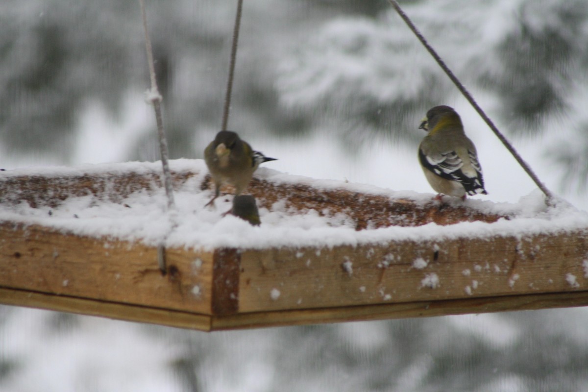 Evening Grosbeak - ML141908461