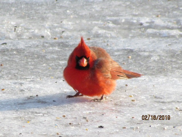 Cardinal rouge - ML141908521