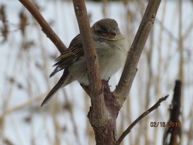 House Sparrow - ML141908591