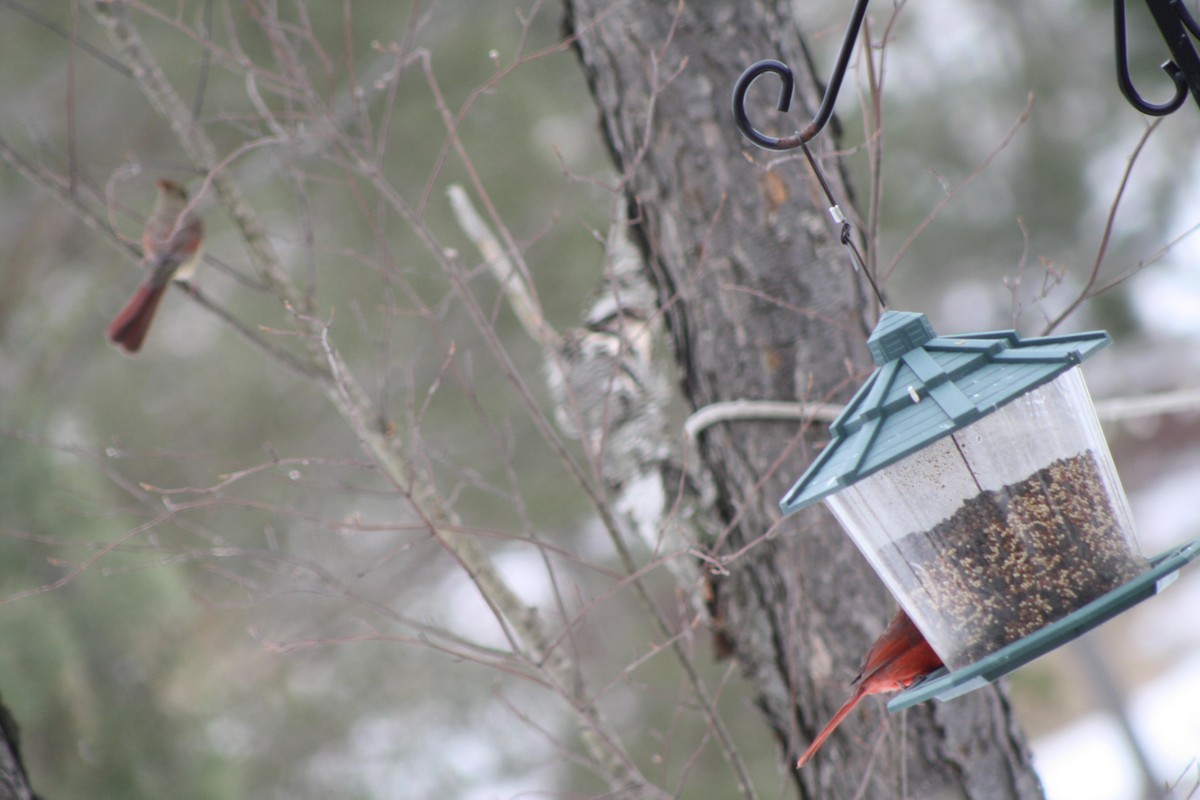 Northern Cardinal - ML141908731