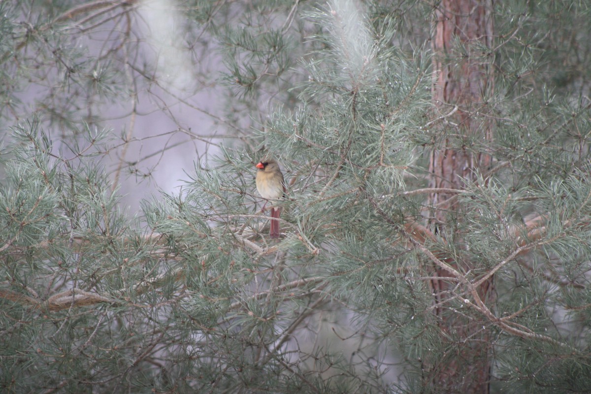 Northern Cardinal - ML141908741