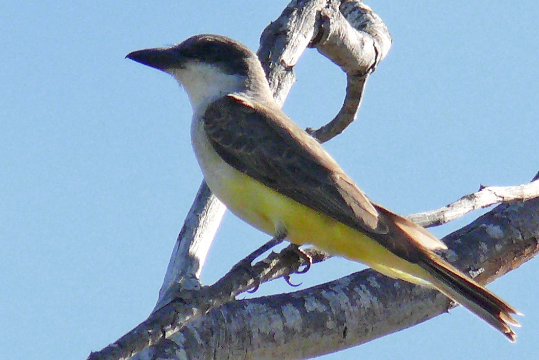 Thick-billed Kingbird - ML141908801