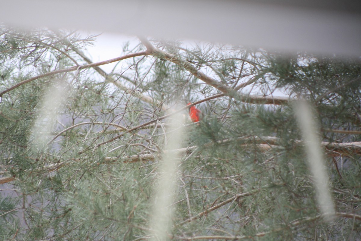 Northern Cardinal - ML141908811