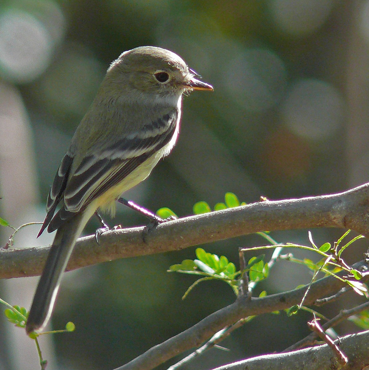 Gray Flycatcher - ML141908861