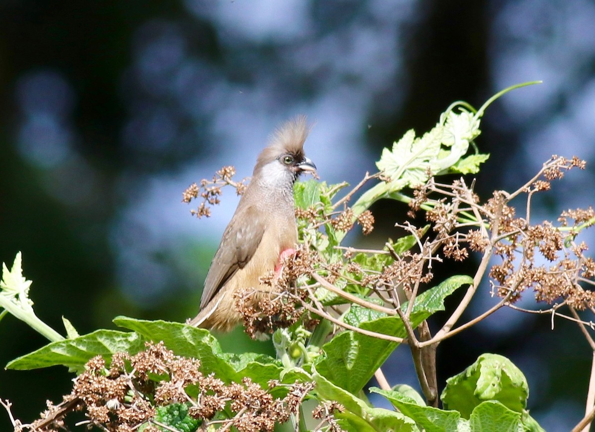Speckled Mousebird - ML141909111