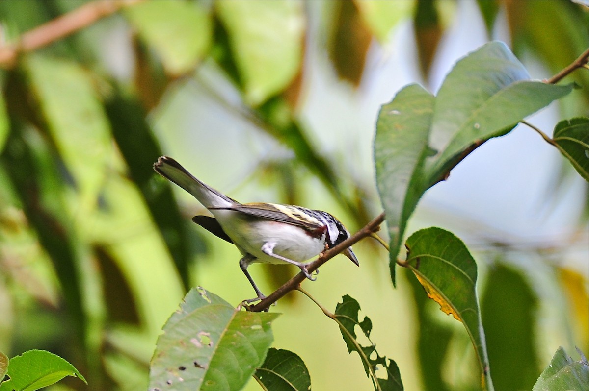 Chestnut-sided Warbler - ML141909551