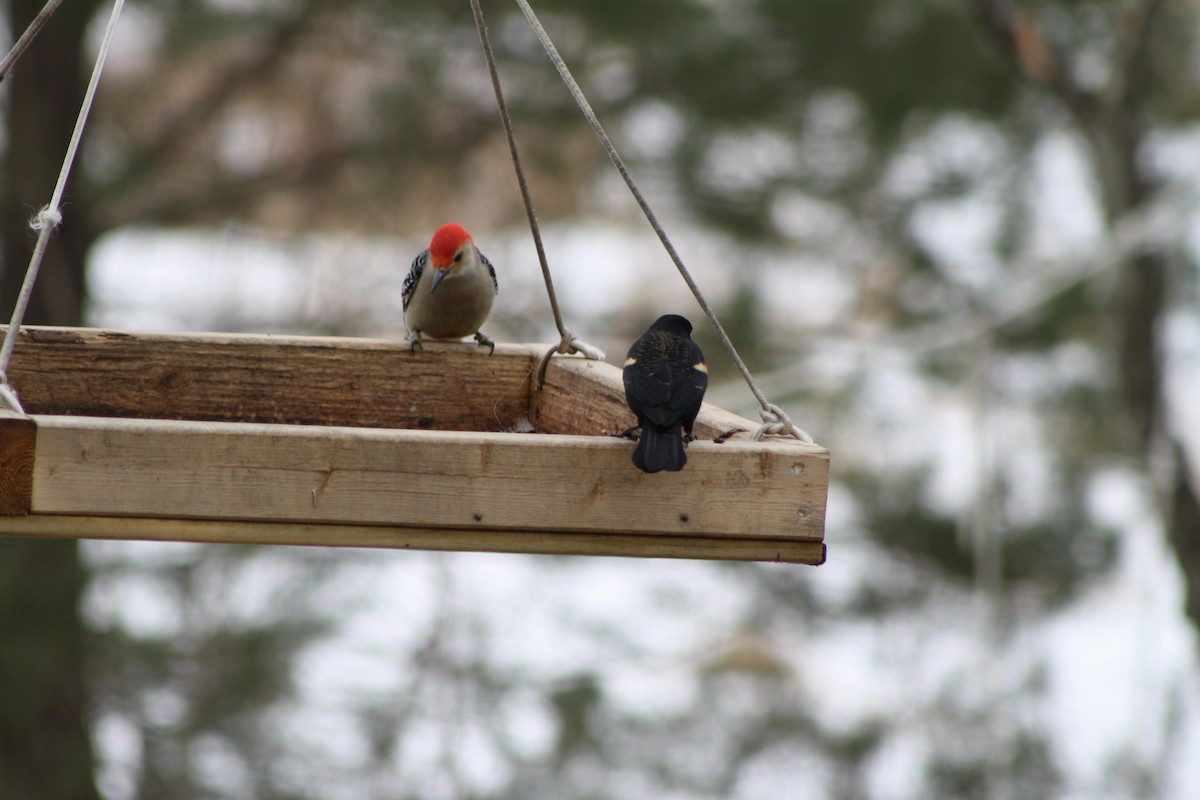 Red-bellied Woodpecker - ML141909991