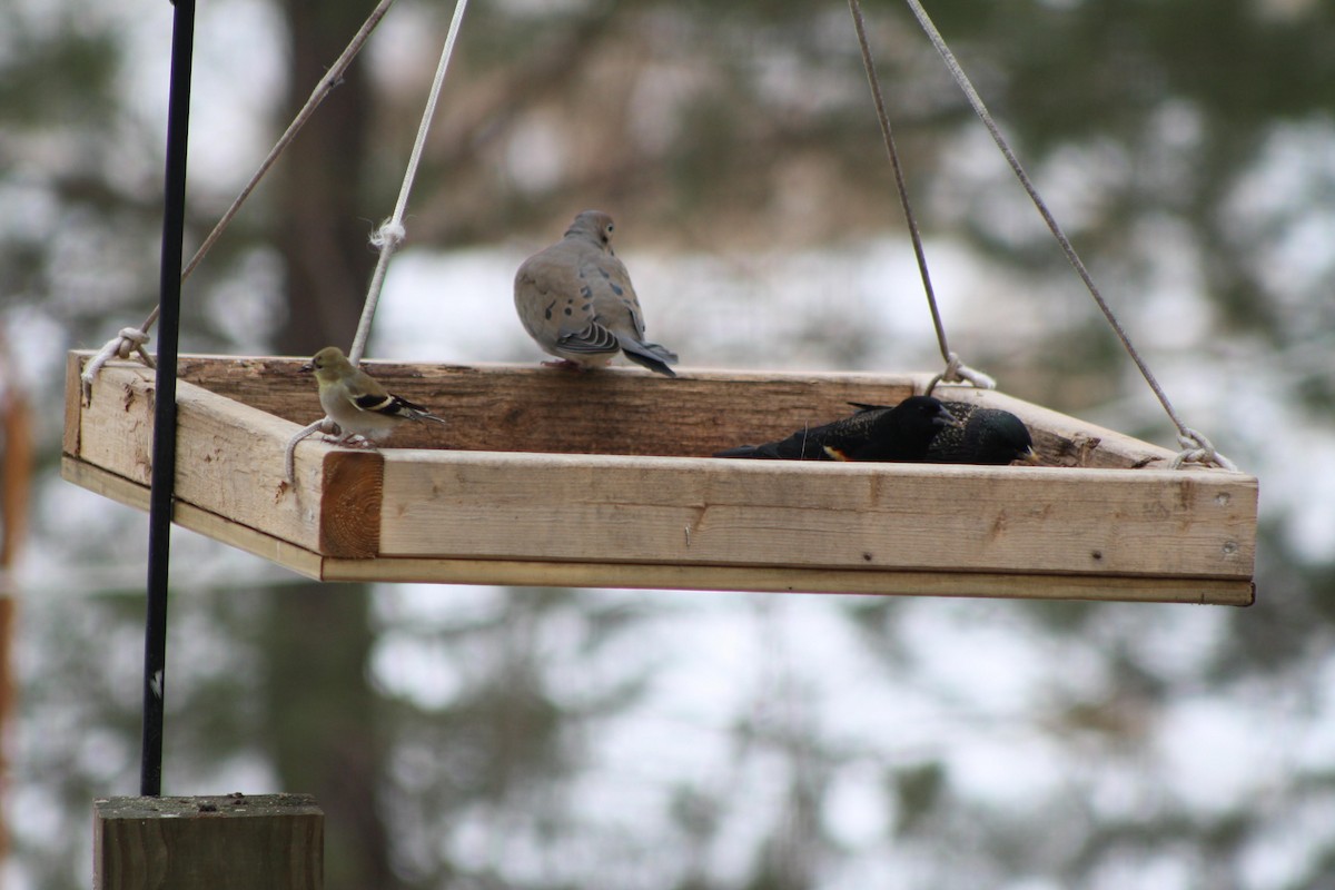 European Starling - ML141910191