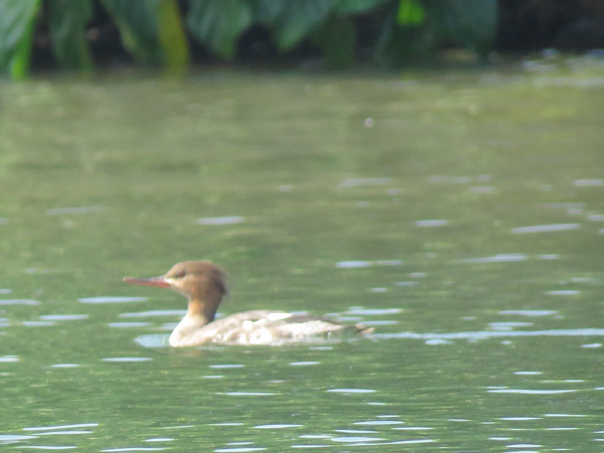 Red-breasted Merganser - ML141910831