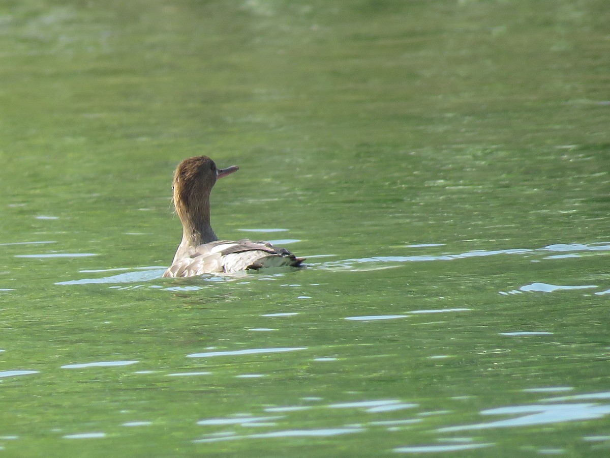 Red-breasted Merganser - Jafeth Zablah