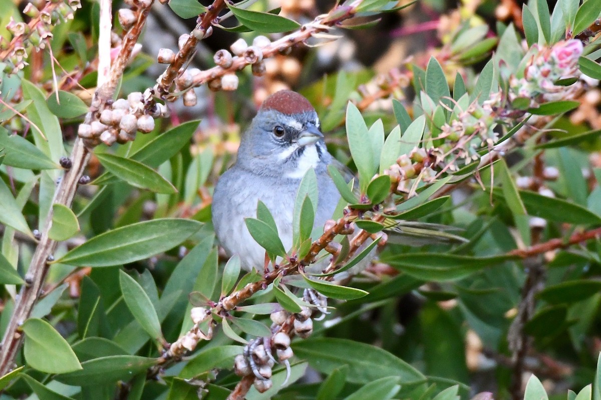 Green-tailed Towhee - ML141911041