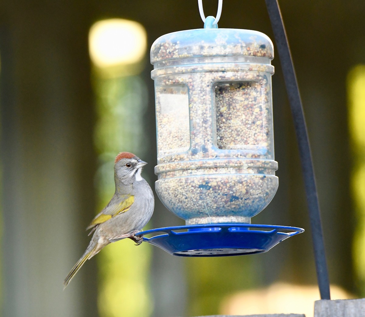 Green-tailed Towhee - ML141911071