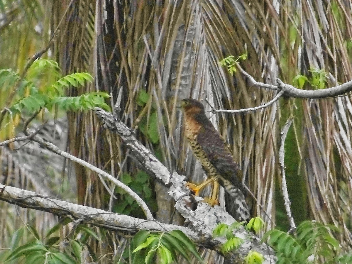 Collared Forest-Falcon - ML141911571