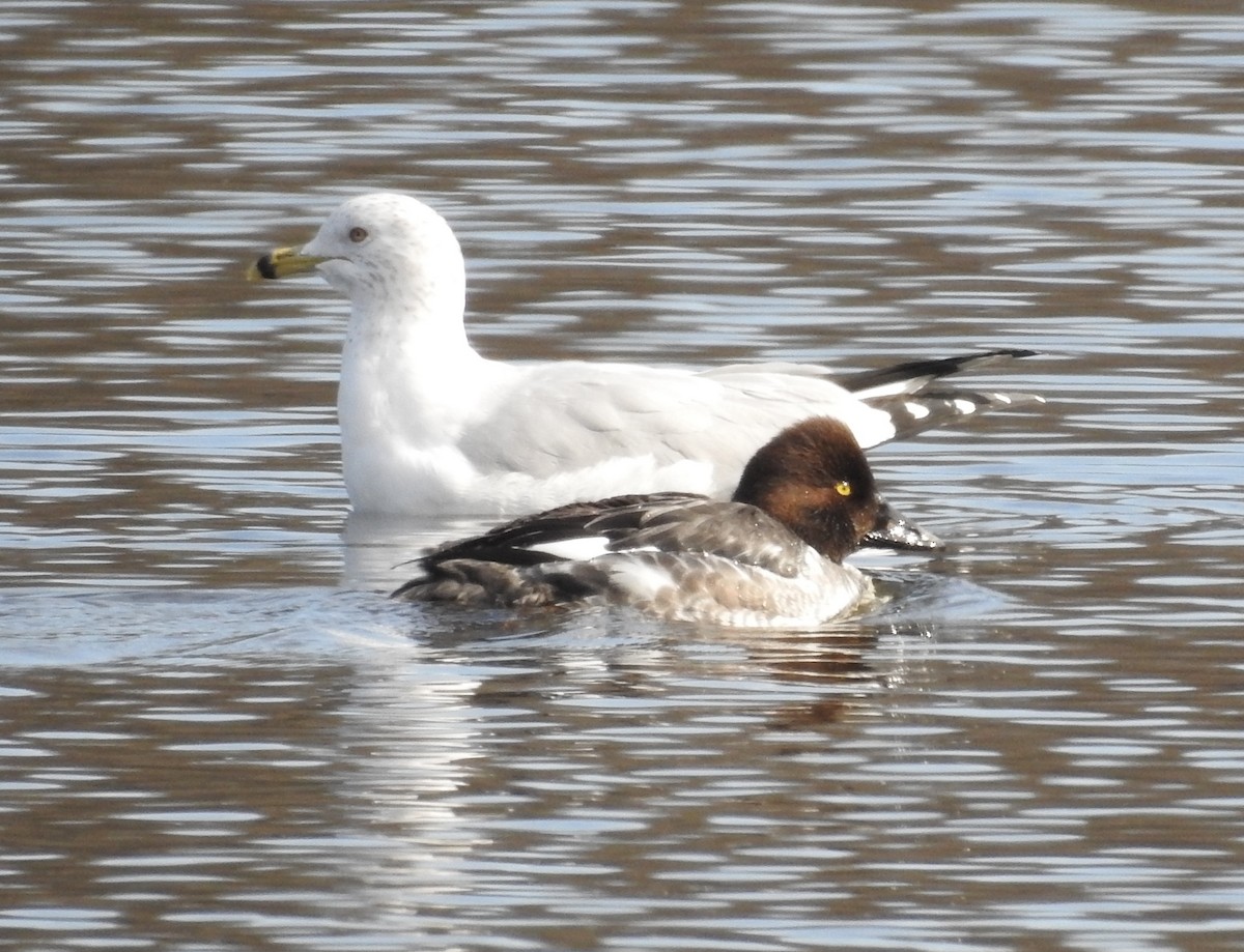 Common Goldeneye - ML141911661