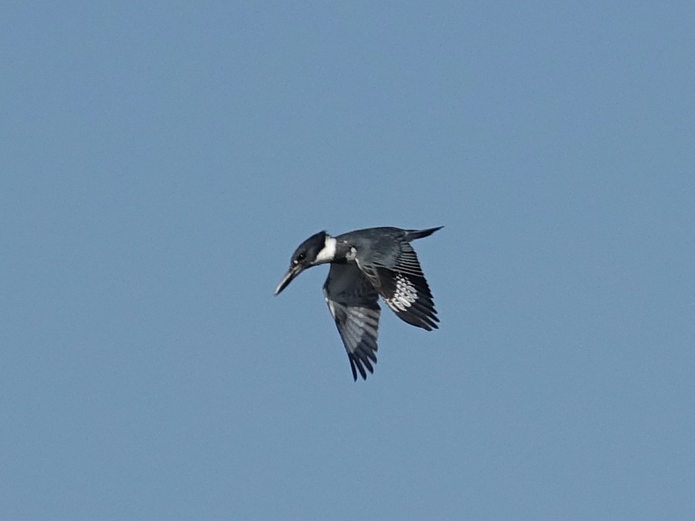 Belted Kingfisher - ML141911751
