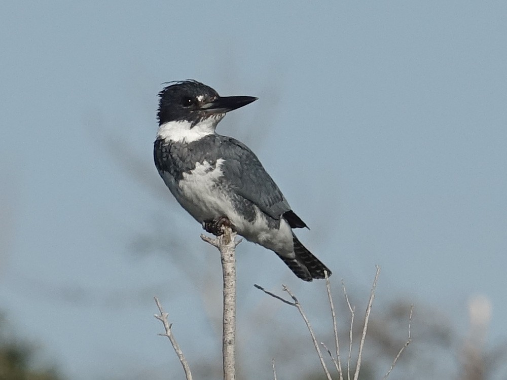 Belted Kingfisher - ML141911771