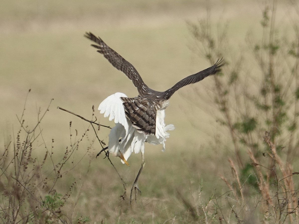 Cooper's Hawk - Jane Mann