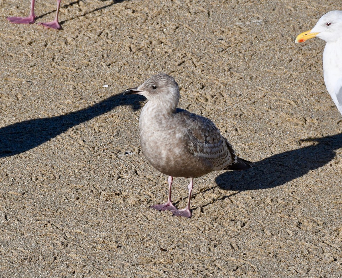 Iceland Gull - ML141912281