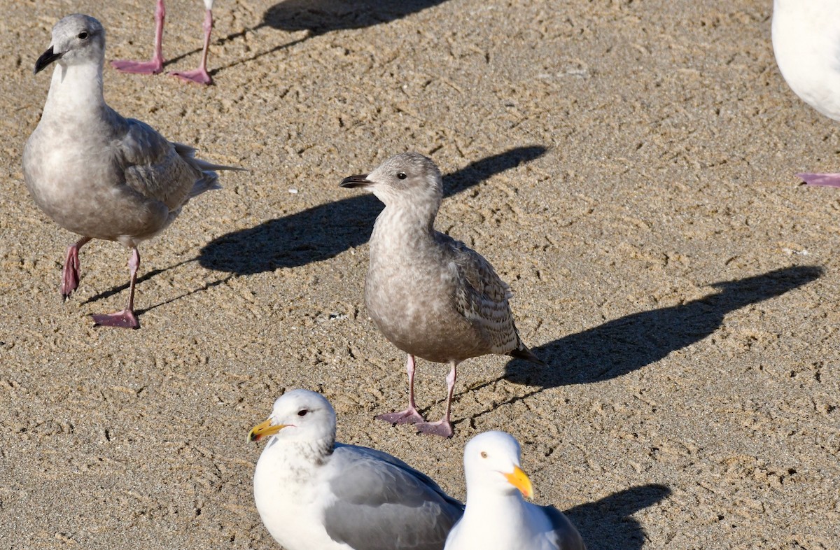 Iceland Gull - ML141912291