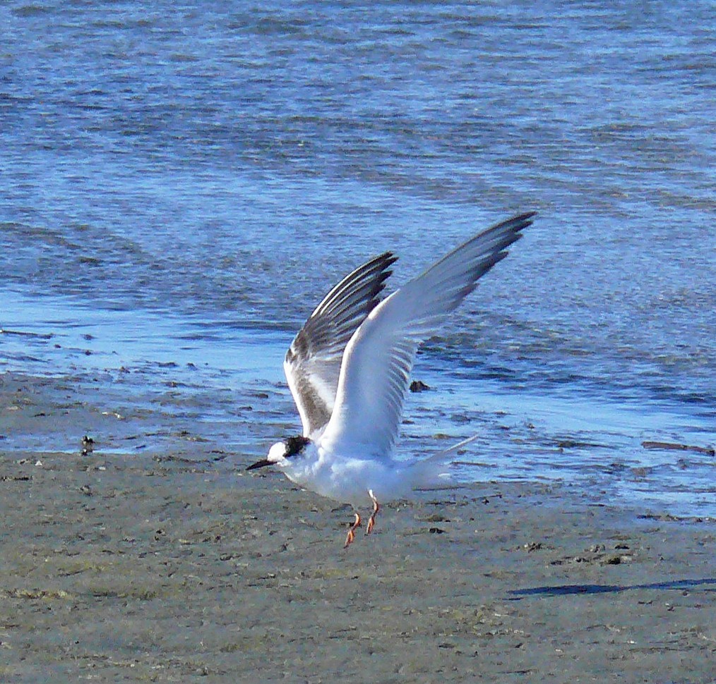 Common Tern - ML141912531