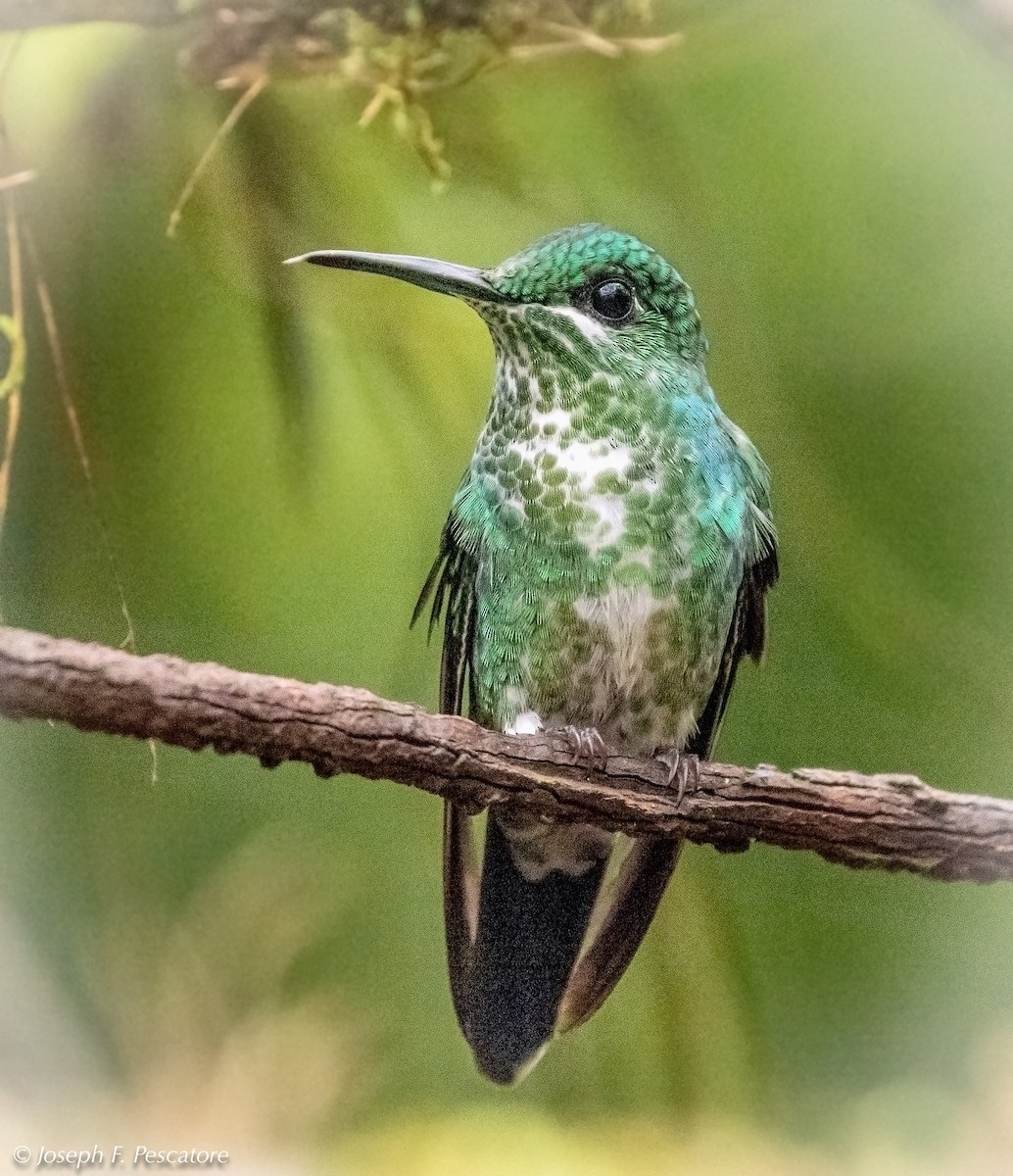 Grünstirn-Brillantkolibri - ML141913001