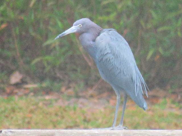 Little Blue Heron - ML141914111