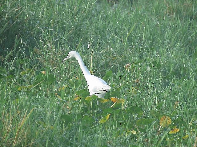 Little Blue Heron - ML141914121