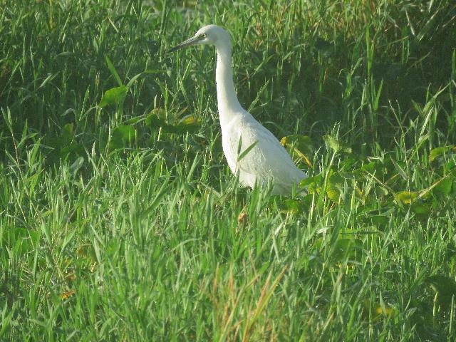 Little Blue Heron - ML141914171