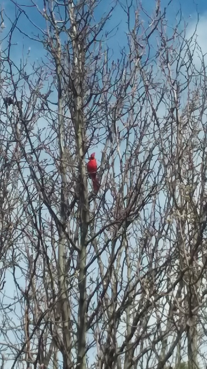 Northern Cardinal - ML141914411