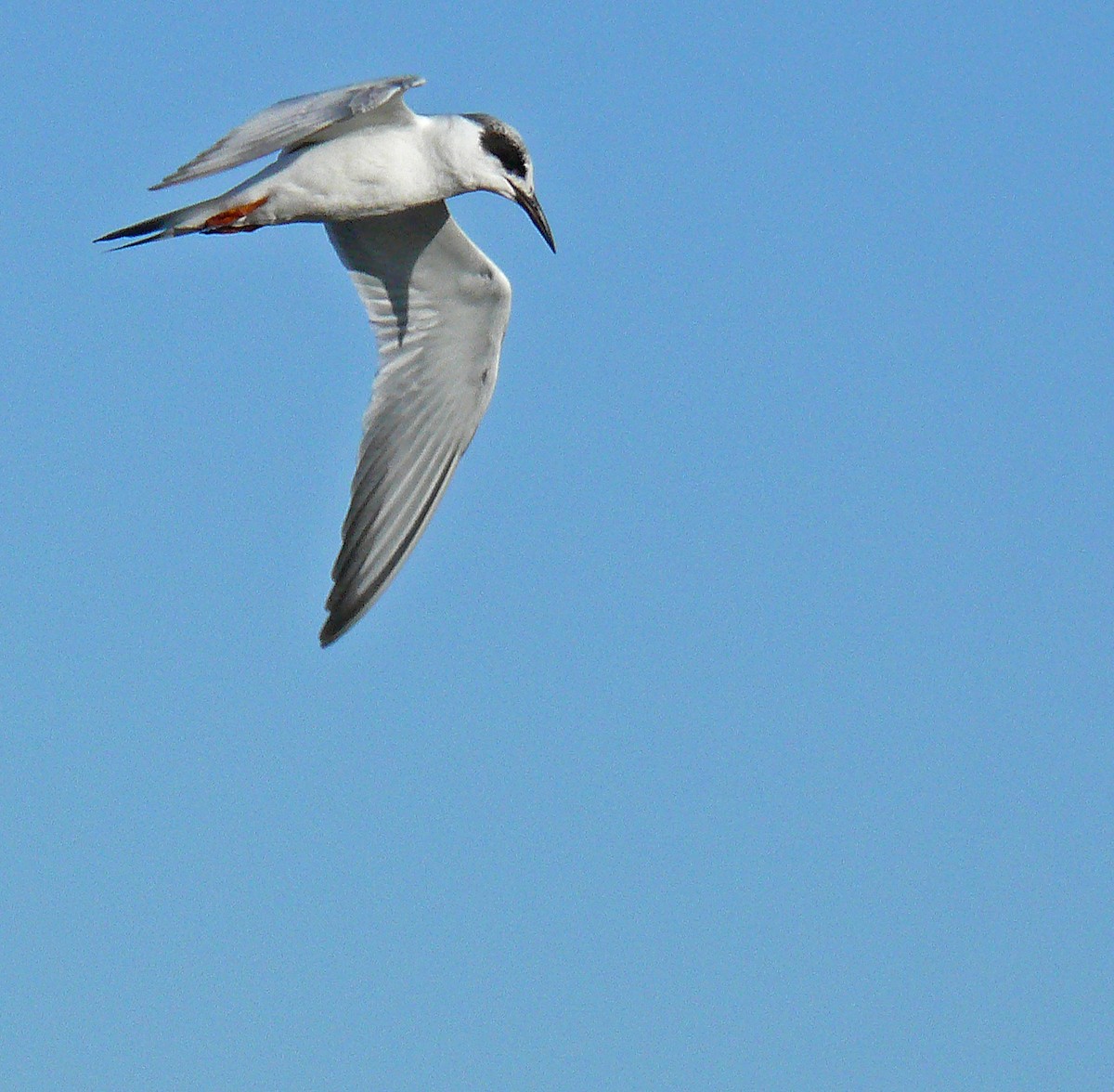 Forster's Tern - ML141914761