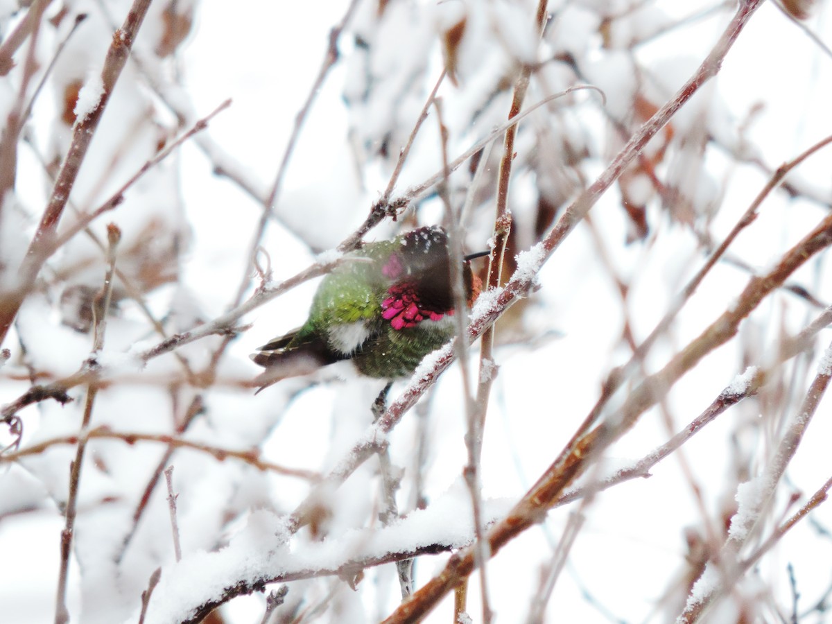 Anna's Hummingbird - ML141915031