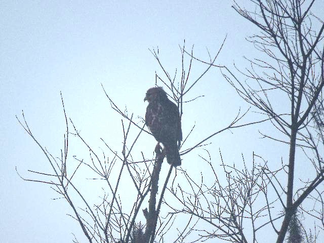 Snail Kite - ML141915341