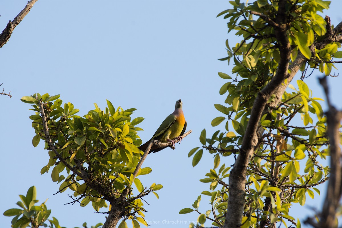 Pink-necked Green-Pigeon - ML141915371