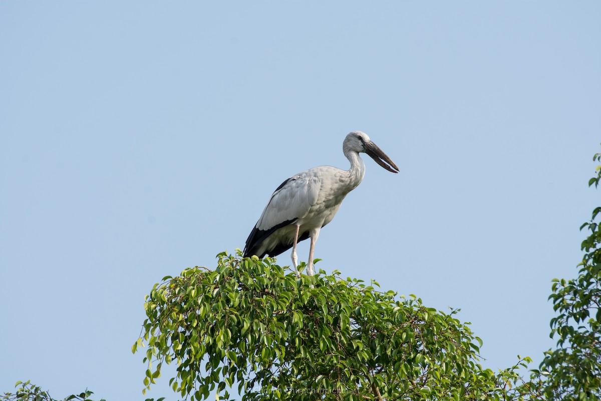 Asian Openbill - Chanon Chirachitmichai