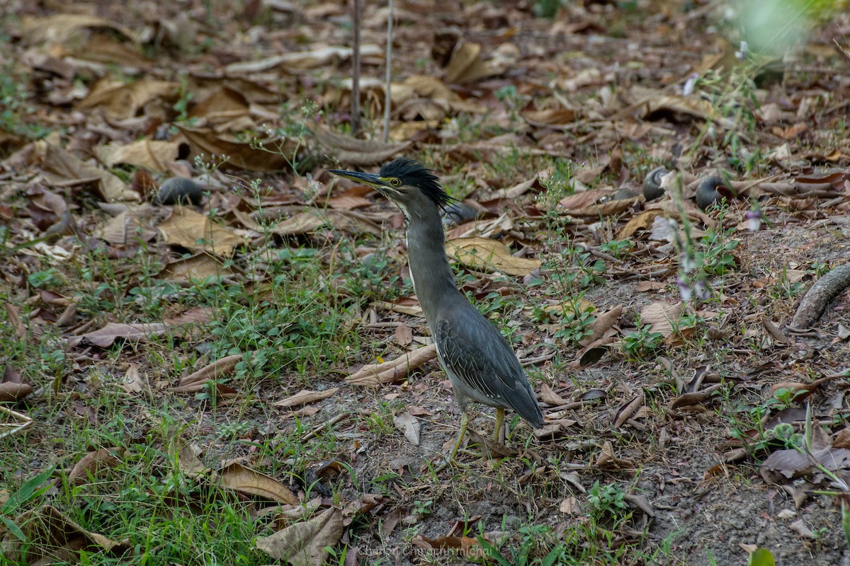 Striated Heron - ML141915501