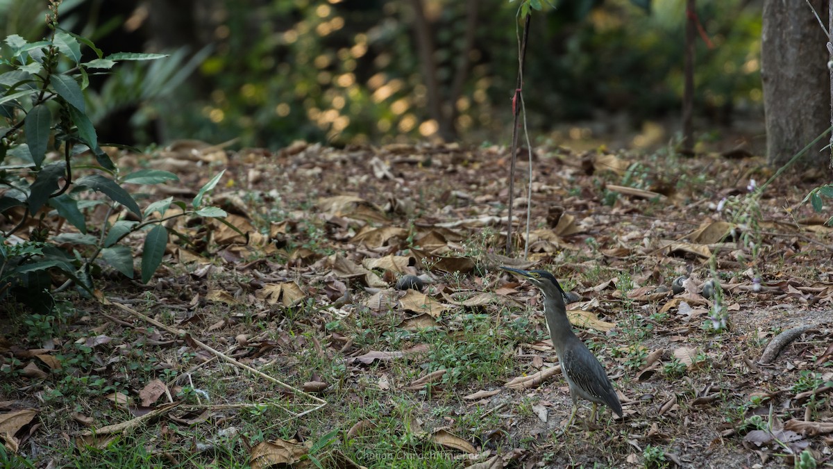 Striated Heron - ML141915531