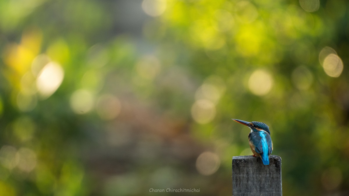 Common Kingfisher - ML141915571