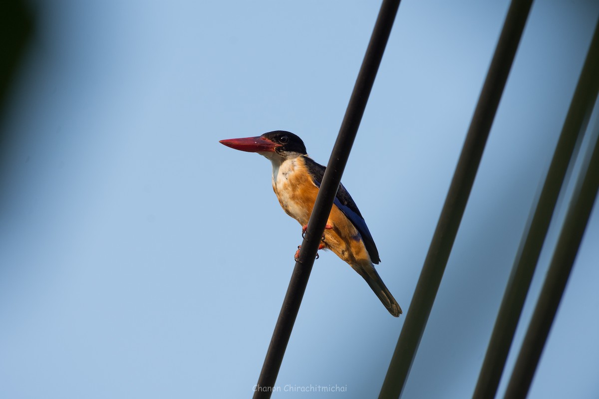 Black-capped Kingfisher - ML141915581