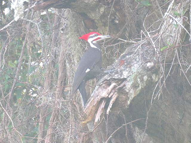 Pileated Woodpecker - ML141915621