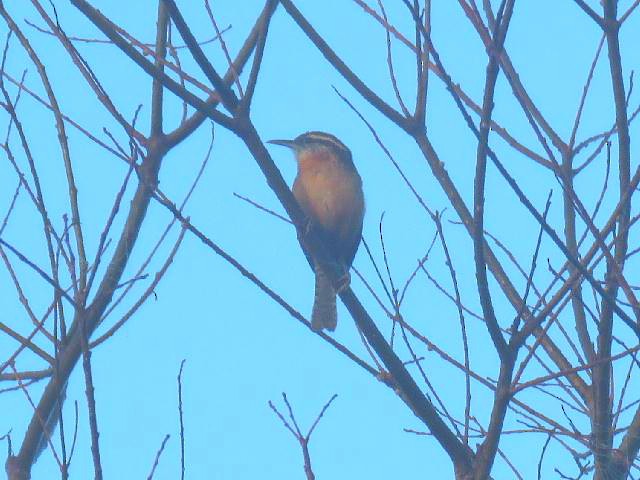 Carolina Wren - ML141915791
