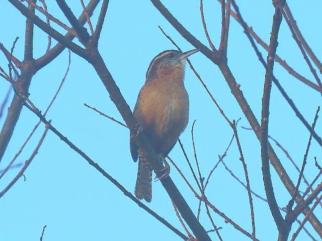Carolina Wren - ML141915851